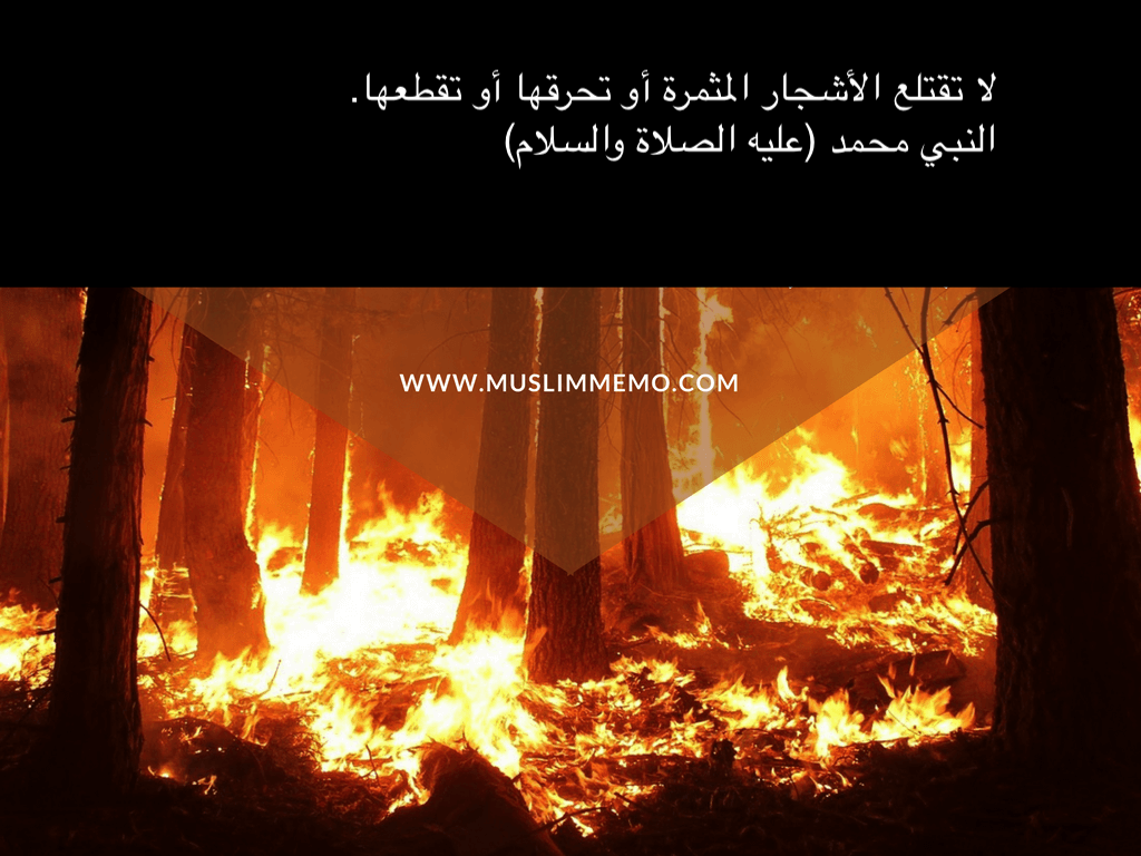 4. لا تدمر القرى والبلدات والحقول المزروعة والحدائق.