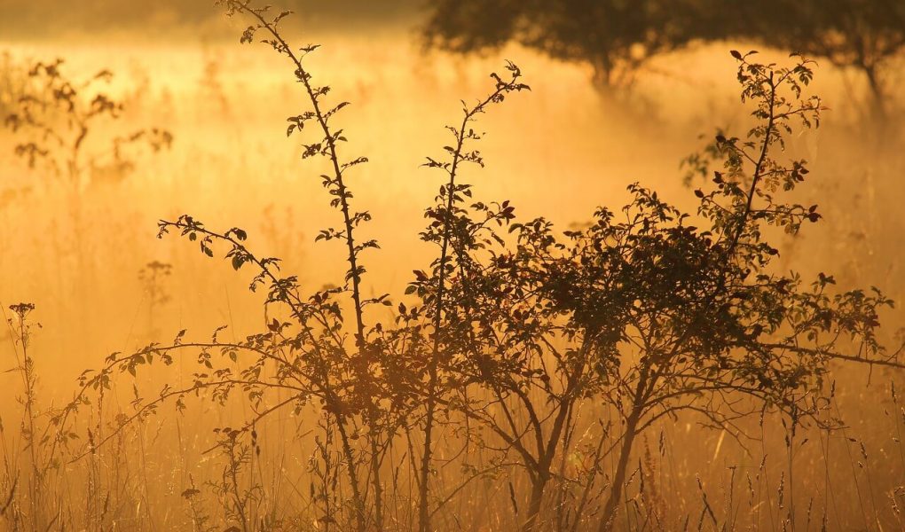 ഇബ്രാഹിമും (അ) ഇസ്ലാമിലെ ത്യാഗമെന്ന ആശയവും