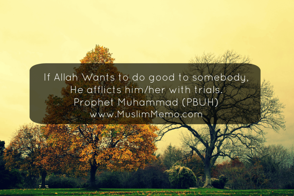 A Gallery of Hadith and Sunnah | Muslim Memo