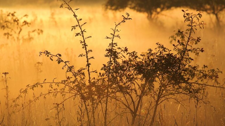 Hz Ibrahim (AS) And The Concept of Sacrifice in Islam